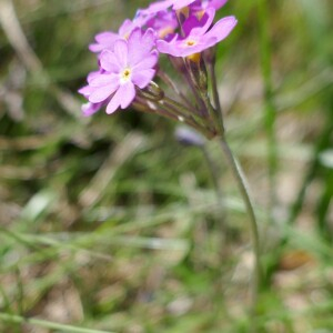 Photographie n°2492150 du taxon Primula farinosa L. [1753]