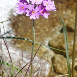 Photographie n°2492151 du taxon Primula farinosa L. [1753]