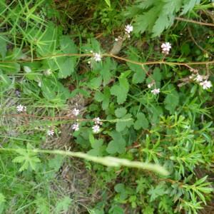 Photographie n°2492162 du taxon Saxifraga umbrosa L. [1762]