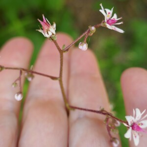 Photographie n°2492163 du taxon Saxifraga umbrosa L. [1762]