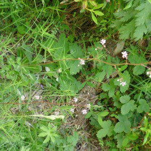 Photographie n°2492164 du taxon Saxifraga umbrosa L. [1762]