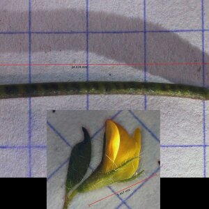 Photographie n°2492175 du taxon Lotus angustissimus L. [1753]