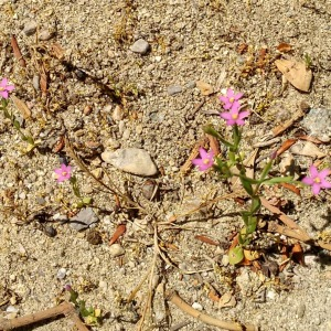  - Centaurium Hill [1756]