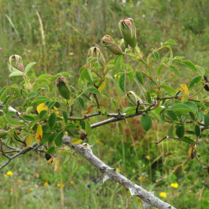 Photographie n°2492259 du taxon Rosa agrestis Savi