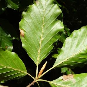 Photographie n°2492303 du taxon Fagus sylvatica L.