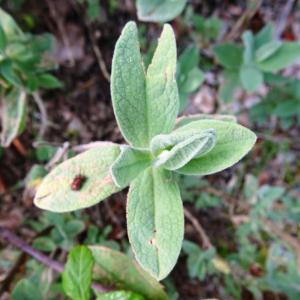 Photographie n°2492329 du taxon Cistus albidus L. [1753]