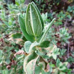 Photographie n°2492330 du taxon Cistus albidus L. [1753]