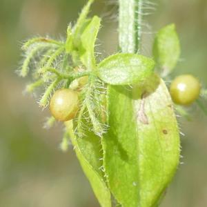 Photographie n°2492398 du taxon Cruciata laevipes Opiz