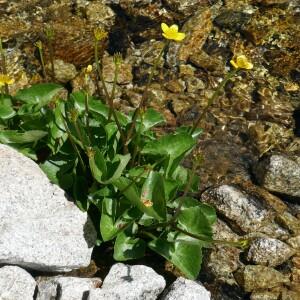 Photographie n°2492399 du taxon Caltha palustris L. [1753]