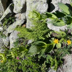 Photographie n°2492458 du taxon Gentiana lutea L.