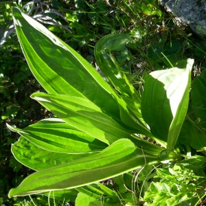 Photographie n°2492461 du taxon Gentiana lutea L.