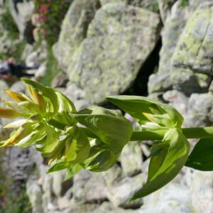 Photographie n°2492463 du taxon Gentiana lutea L.