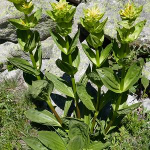 Photographie n°2492464 du taxon Gentiana lutea L.