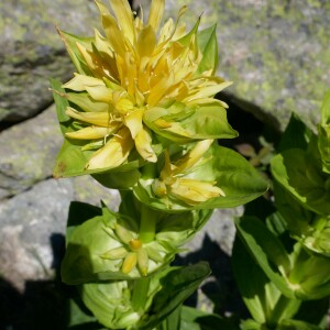 Photographie n°2492465 du taxon Gentiana lutea L.