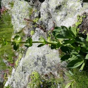 Photographie n°2492466 du taxon Gentiana lutea L.