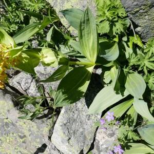 Photographie n°2492468 du taxon Gentiana lutea L.