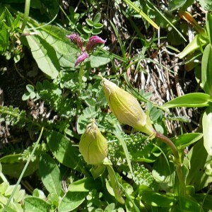 Photographie n°2492475 du taxon Gentiana acaulis L. [1753]