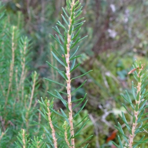 Photographie n°2492500 du taxon Erica scoparia L. [1753]