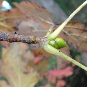 Photographie n°2492507 du taxon Sorbus torminalis (L.) Crantz