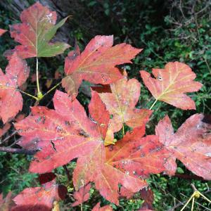 Photographie n°2492511 du taxon Sorbus torminalis (L.) Crantz