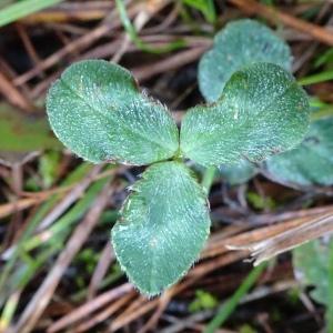 Photographie n°2492512 du taxon Trifolium pratense L.