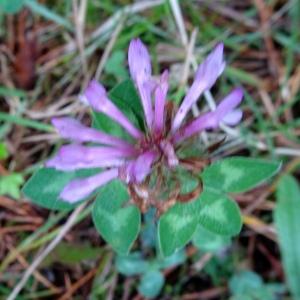 Photographie n°2492513 du taxon Trifolium pratense L.