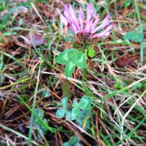 Photographie n°2492514 du taxon Trifolium pratense L.