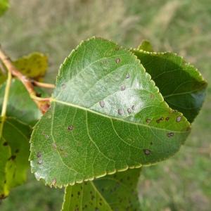 Photographie n°2492545 du taxon Populus nigra L. [1753]