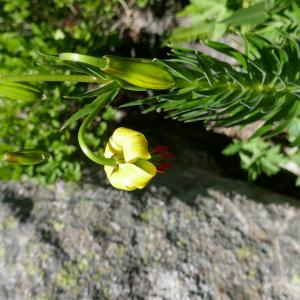 Photographie n°2492560 du taxon Lilium pyrenaicum Gouan