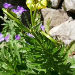 Photographie n°2492562 du taxon Lilium pyrenaicum Gouan