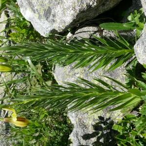 Photographie n°2492563 du taxon Lilium pyrenaicum Gouan