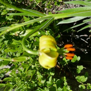 Photographie n°2492564 du taxon Lilium pyrenaicum Gouan