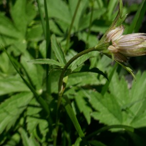 Photographie n°2492580 du taxon Astrantia major L.