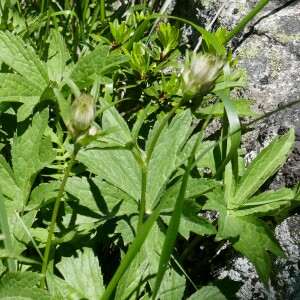 Photographie n°2492581 du taxon Astrantia major L.