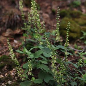 Photographie n°2492588 du taxon Teucrium scorodonia L. [1753]