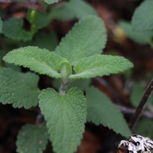 Photographie n°2492590 du taxon Teucrium scorodonia L. [1753]