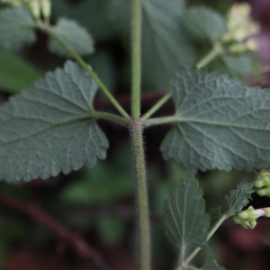 Photographie n°2492591 du taxon Teucrium scorodonia L. [1753]