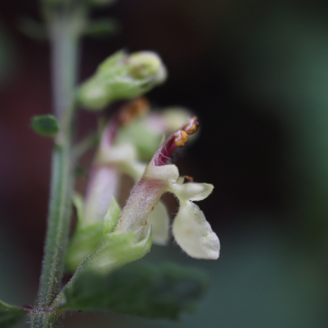 Photographie n°2492592 du taxon Teucrium scorodonia L. [1753]