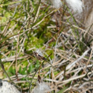 Photographie n°2492600 du taxon Eriophorum angustifolium Honck. [1782]