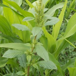 Photographie n°2492632 du taxon Amaranthus retroflexus L. [1753]