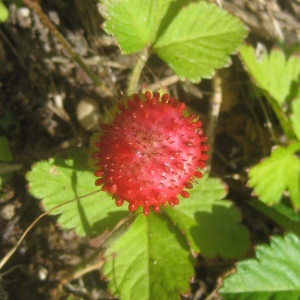 Photographie n°2492654 du taxon Potentilla indica (Andrews) Th.Wolf