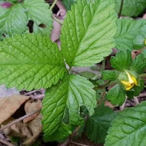 Photographie n°2492666 du taxon Potentilla indica (Andrews) Th.Wolf