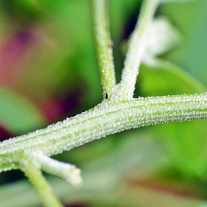 Photographie n°2492710 du taxon Chenopodium vulvaria L.