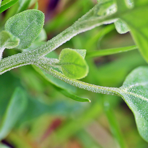 Photographie n°2492711 du taxon Chenopodium vulvaria L.