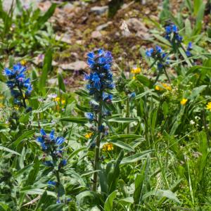 Photographie n°2492801 du taxon Echium vulgare L. [1753]