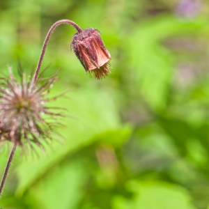 Photographie n°2492806 du taxon Geum rivale L. [1753]