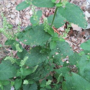 Photographie n°2492818 du taxon Teucrium scorodonia L. [1753]