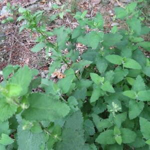 Photographie n°2492819 du taxon Teucrium scorodonia L. [1753]