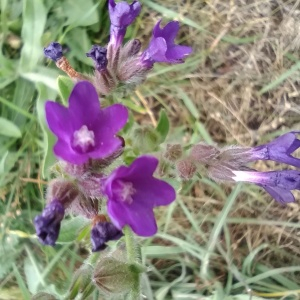 Photographie n°2492923 du taxon Anchusa officinalis L. [1753]