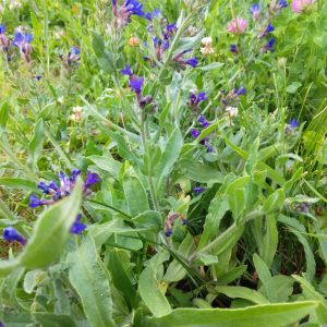 Photographie n°2492925 du taxon Anchusa officinalis L. [1753]